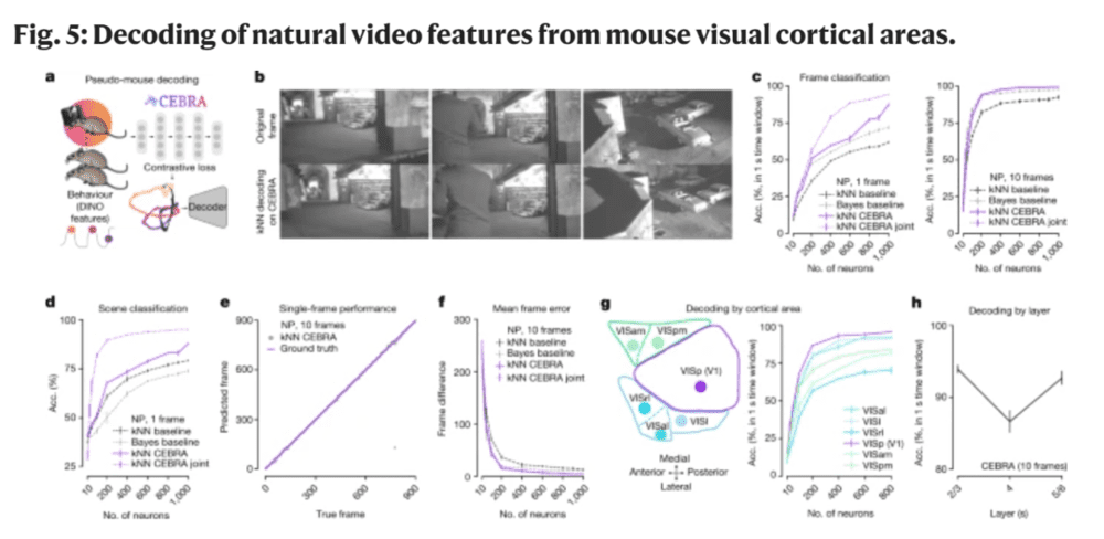 从小鼠视觉皮层区域解码自然视频特征，图/Nature