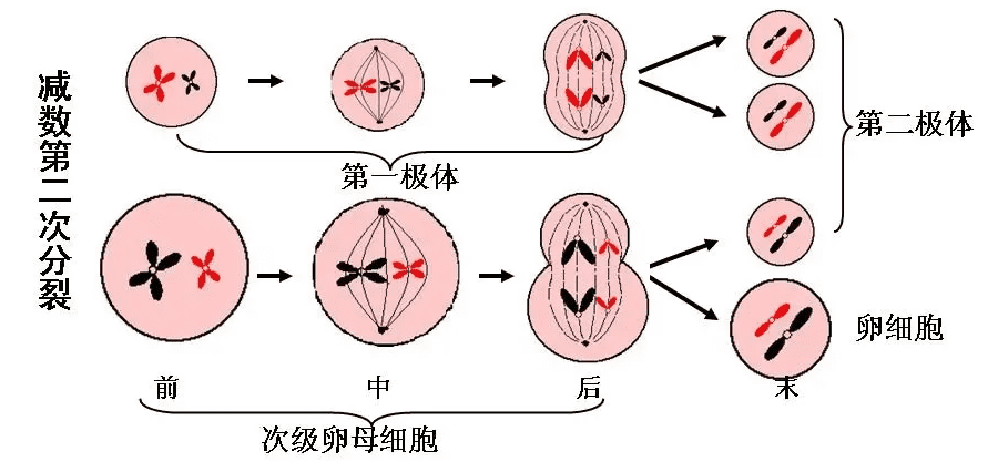 减数第二次分裂，形成1个卵细胞和3个极体；极体退化死亡。<br>