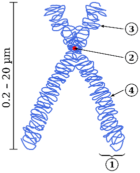 染色体示意图。①染色体分节 ②中节，将染色体分为二臂。中节包含着丝粒（kinetochore），着丝粒是一种复合蛋白，将染色体和纺锤丝微管相结合。③短臂 ④长臂丨来源：Wikipedia