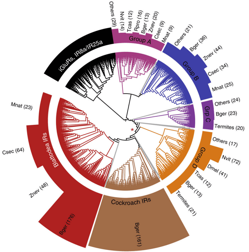 进化树展示了不同昆虫的离子通道受体（IR）的数量，其中德国蟑螂（Bger）的IR数量显著多于其他昆虫| 图源：Harrison M C， et al. 2018.<br>