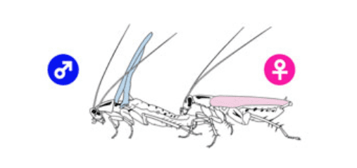 在交配前，雄性蟑螂（左）会抬起它的翅膀，向雌性蟑螂（右）献上它“甜蜜的礼物”，当雌性尝完觉得不错，就会开始进行交配 | 图源：Wada-Katsumata A， et al. 2023.<br>