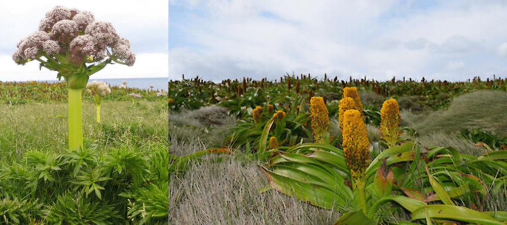 坎贝尔岛胡萝卜（左）和罗斯百合（右）（图片来源：新西兰植物保护网，拍摄：John Barkla/Jane Gosden）