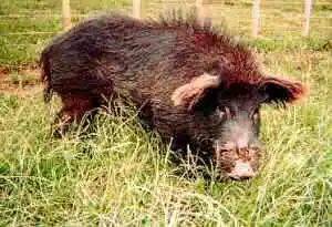 有些野猪恢复了深色的毛发，有些身上是黑白花的（图片来源：新西兰稀有物种保护协会）