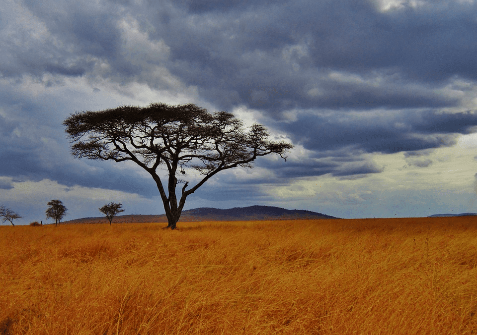 坦桑尼亚的金合欢 | Pixabay<br label=图片备注 class=text-img-note>