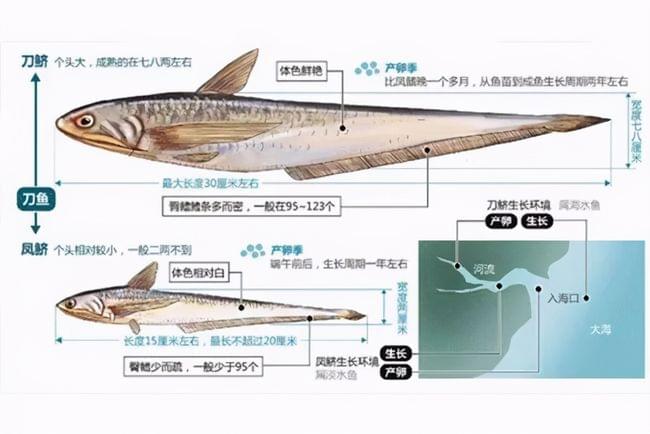 長江每天將魚衝入大海 淡水魚在海中無法存活 這些魚都去哪了 海外热点